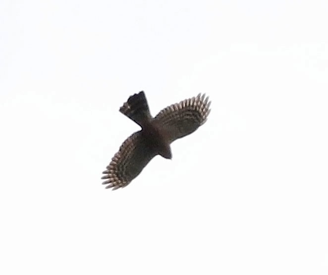 Sharp-shinned Hawk (Plain-breasted) - ML456420071