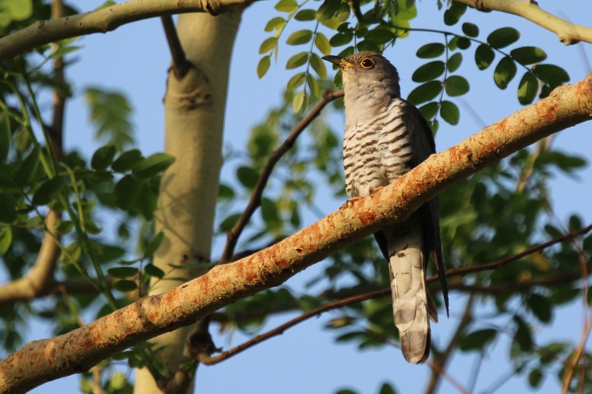 Indian Cuckoo - ML456424731