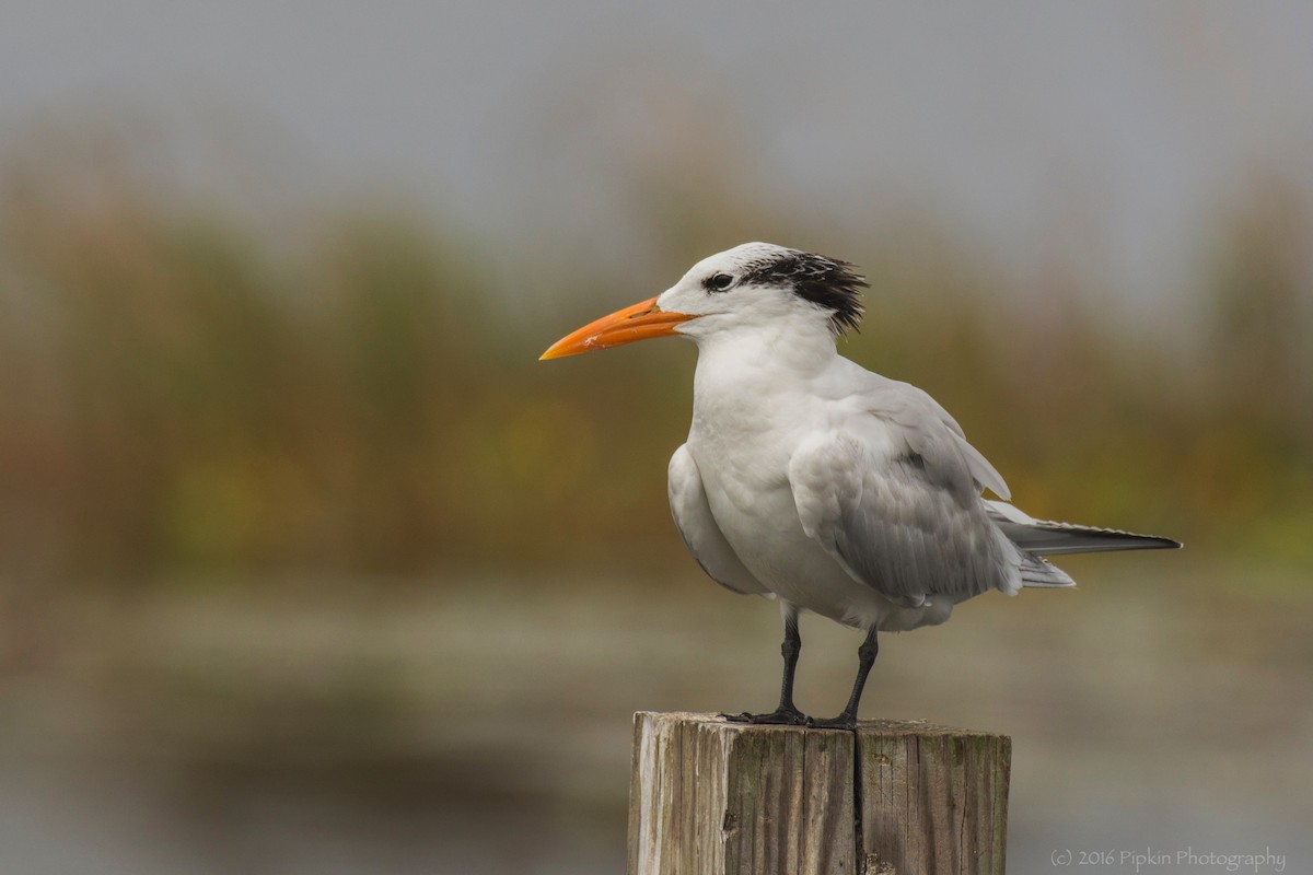 Royal Tern - Tal Pipkin