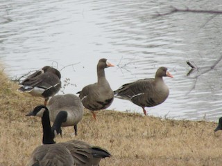 Greater White-fronted Goose, ML45643721