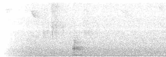 Поплітник каролінський - ML456438691