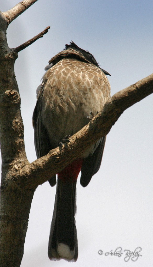 Red-vented Bulbul - ML45643961