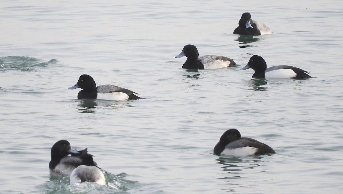 Greater Scaup - ML45645141