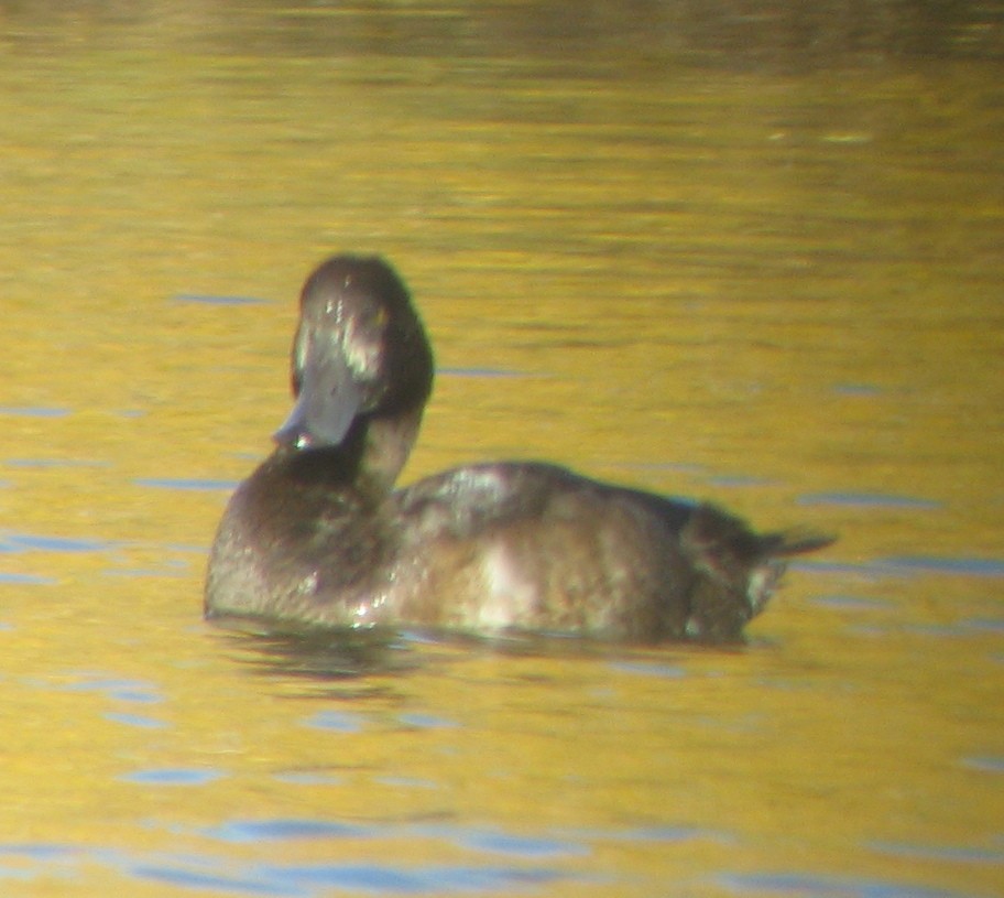 Greater Scaup - Cole Wolf