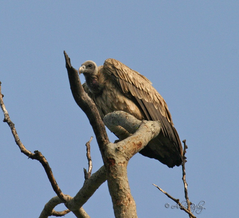 Indian Vulture - ML45646571