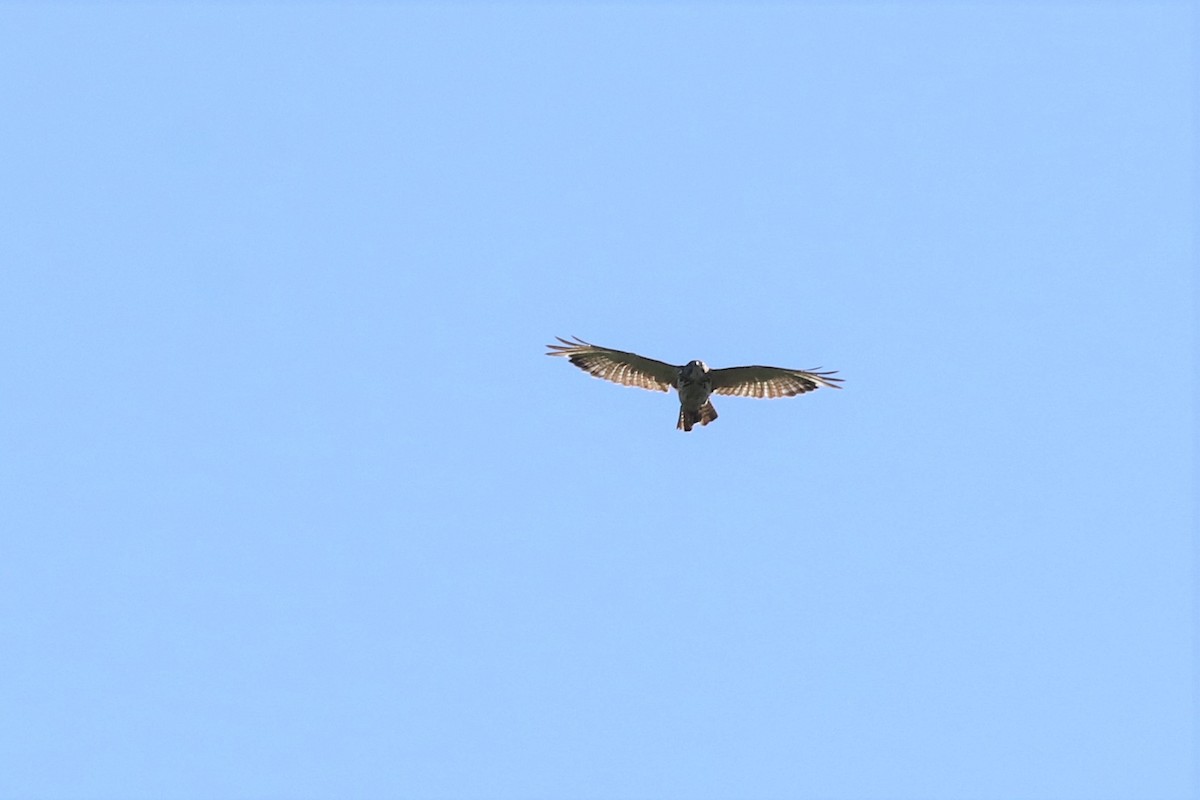 Broad-winged Hawk - ML456473021