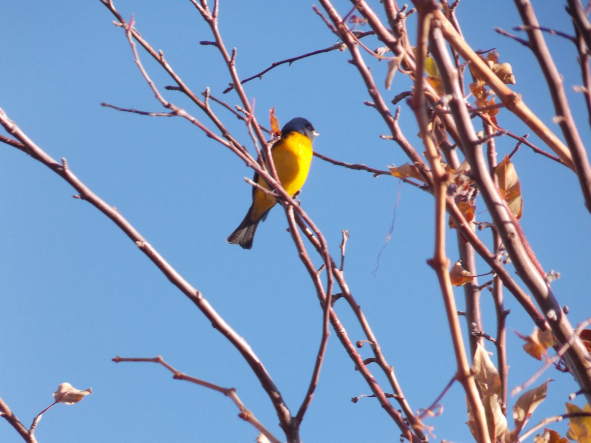 Blue-and-yellow Tanager - ML456475501