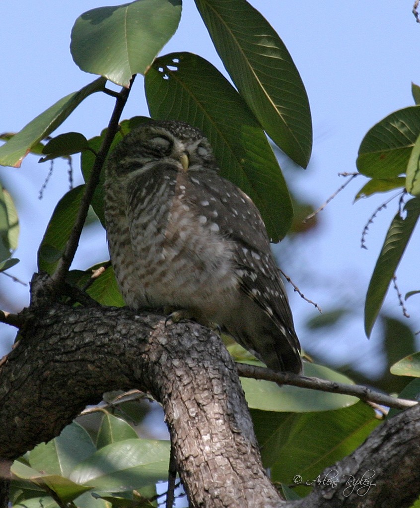 Spotted Owlet - ML45647601