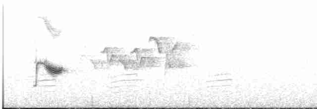 Дрізд-короткодзьоб канадський - ML456476391