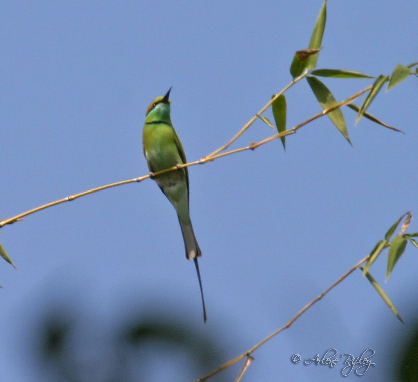 Asian Green Bee-eater - ML45647671