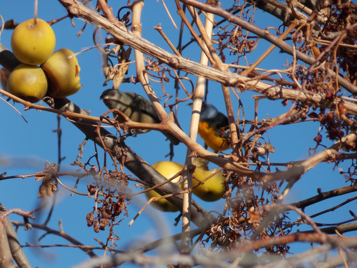 Blue-and-yellow Tanager - ML456476761