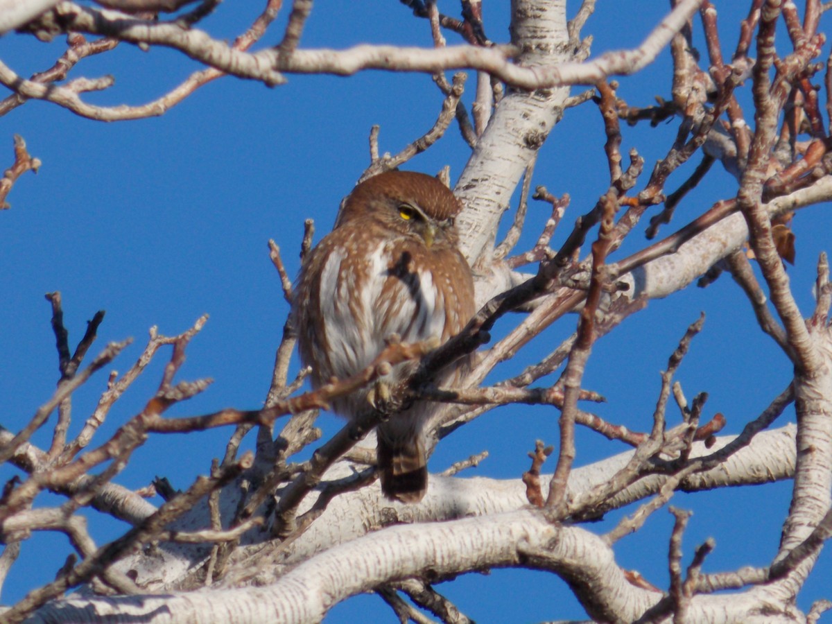 Austral Pygmy-Owl - ML456477001