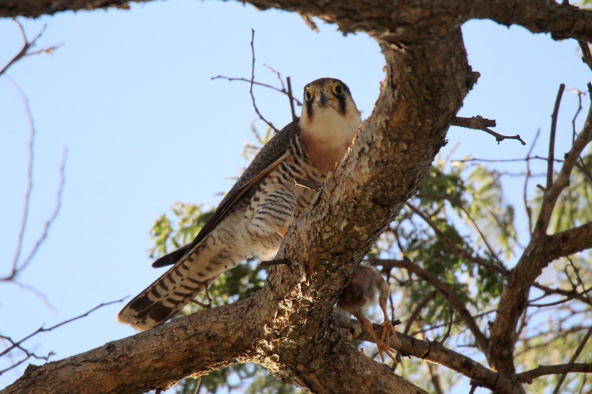 Red-necked Falcon - ML456491341