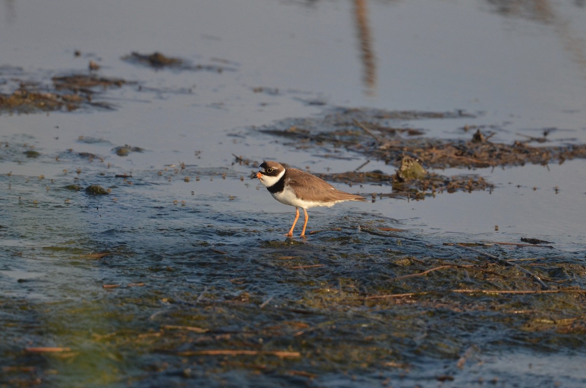 Semipalmated Plover - ML456492281