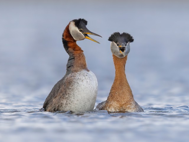  - Red-necked Grebe - 