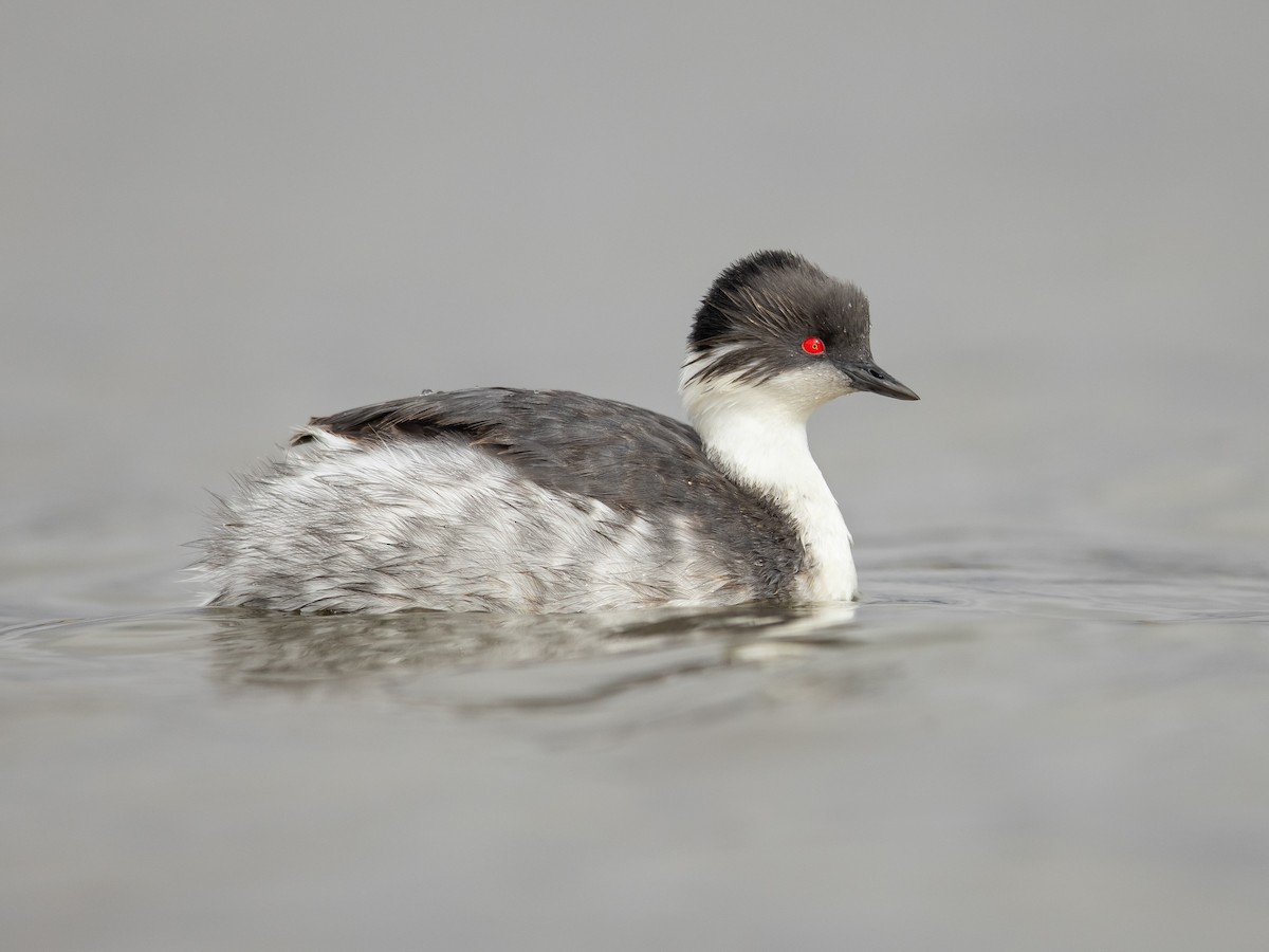 Silvery Grebe - Podiceps occipitalis - Birds of the World