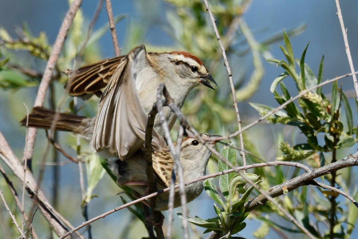 Chipping Sparrow - ML456498471