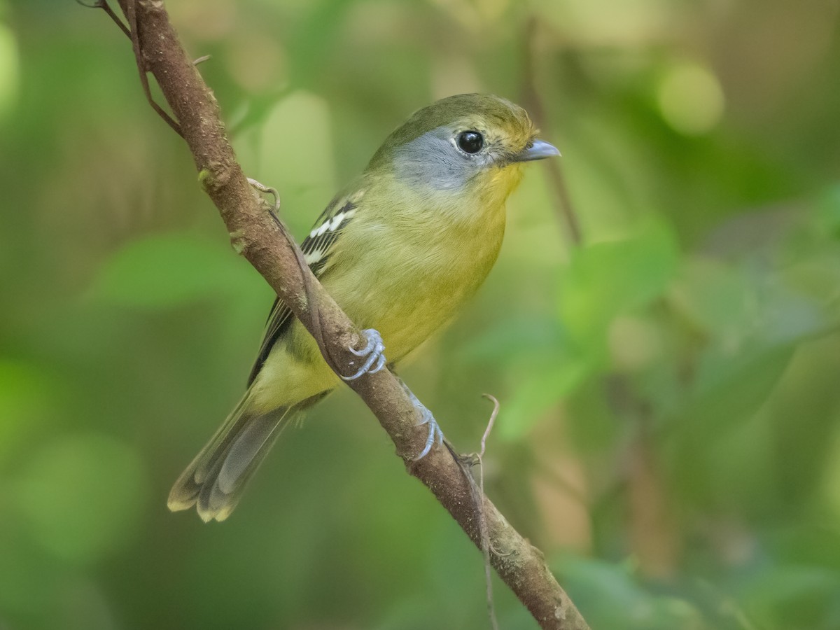 Wing-barred Piprites - Piprites chloris - Birds of the World