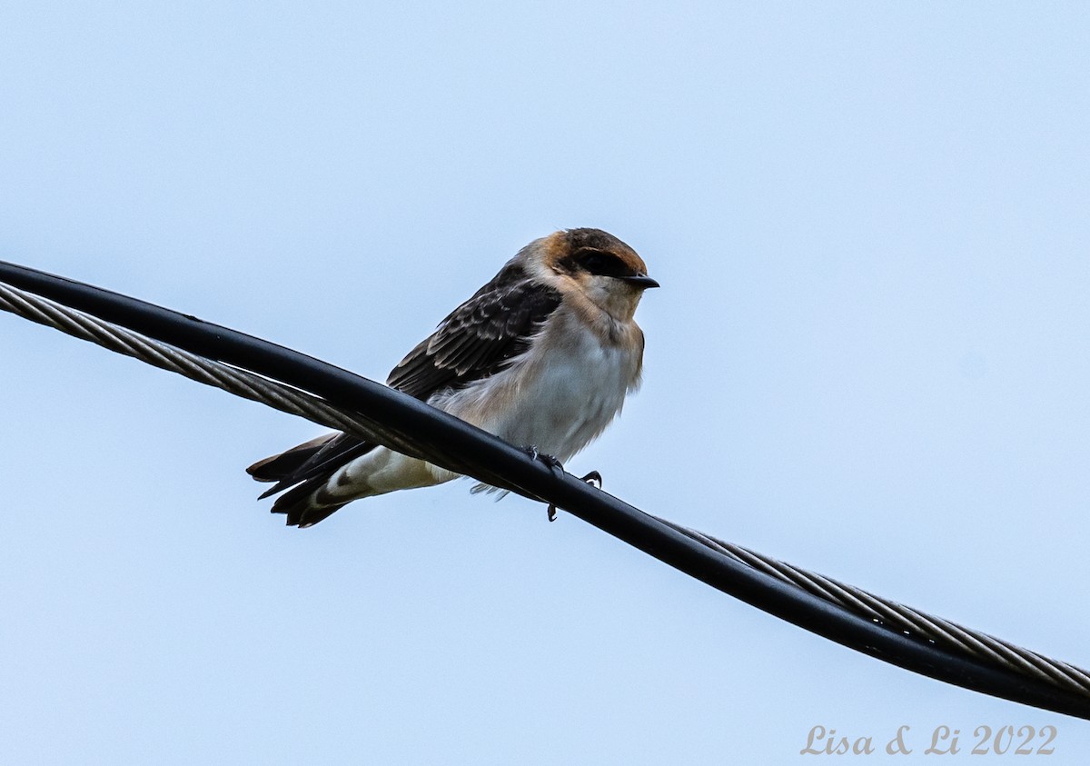 Cave Swallow - ML456499581