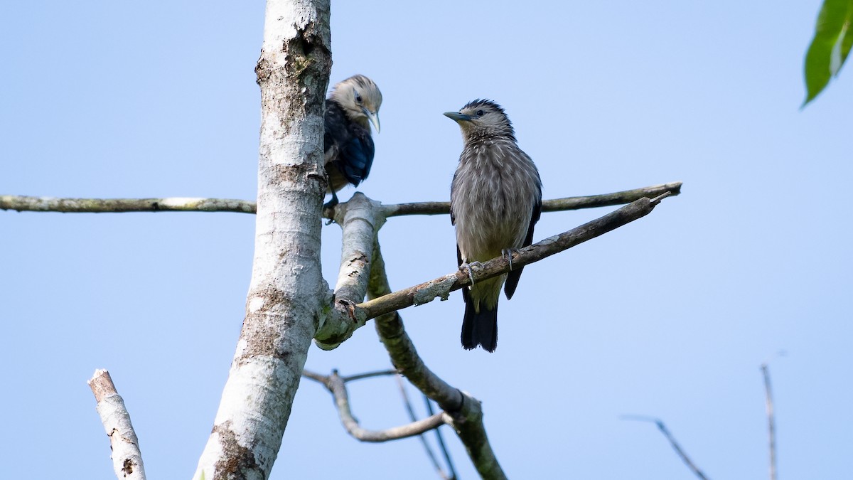 White-faced Starling - ML456499981