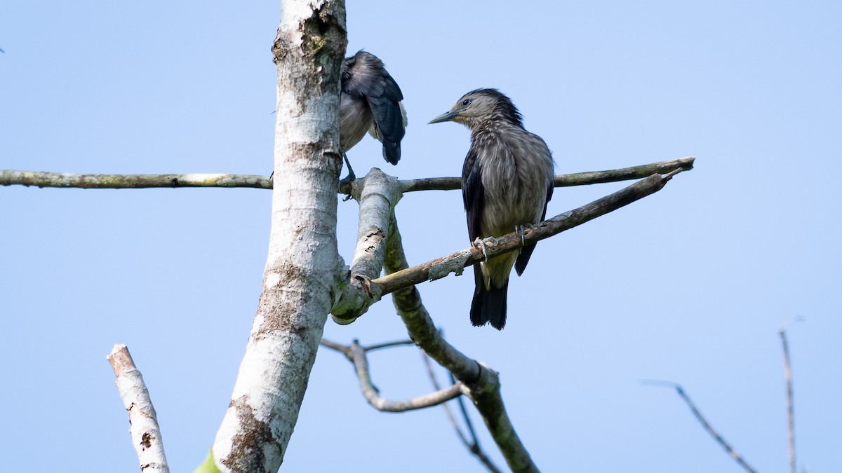 White-faced Starling - ML456500011