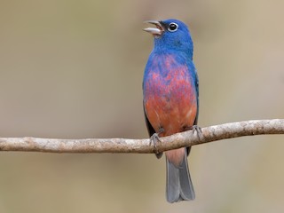  - Rose-bellied Bunting