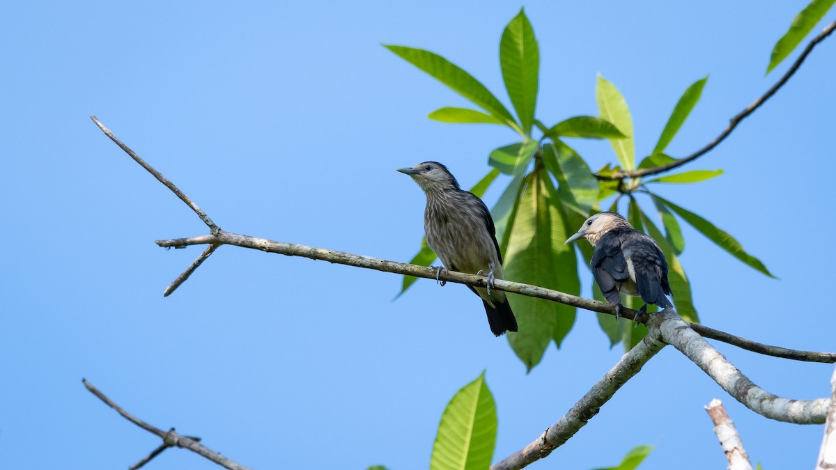 White-faced Starling - ML456500091