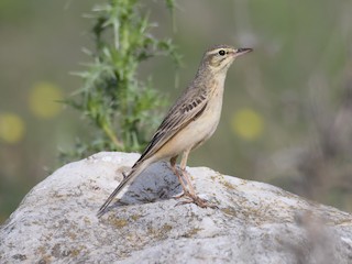  - Tawny Pipit