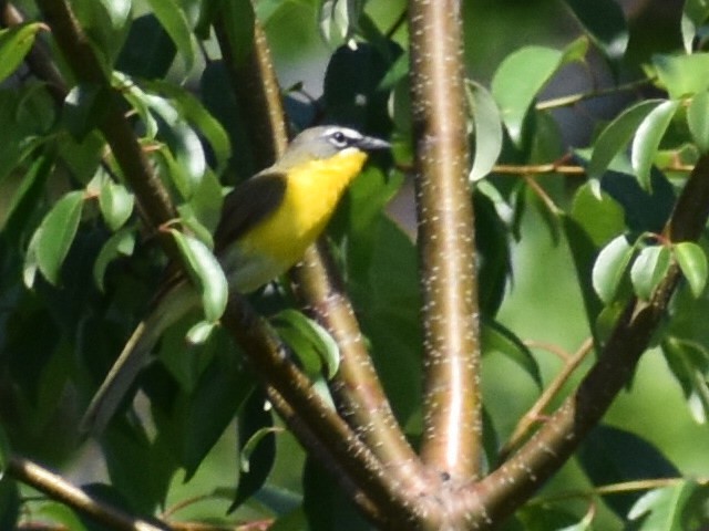 Yellow-breasted Chat - ML456501681