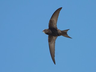 Swedish Wooden Swifts