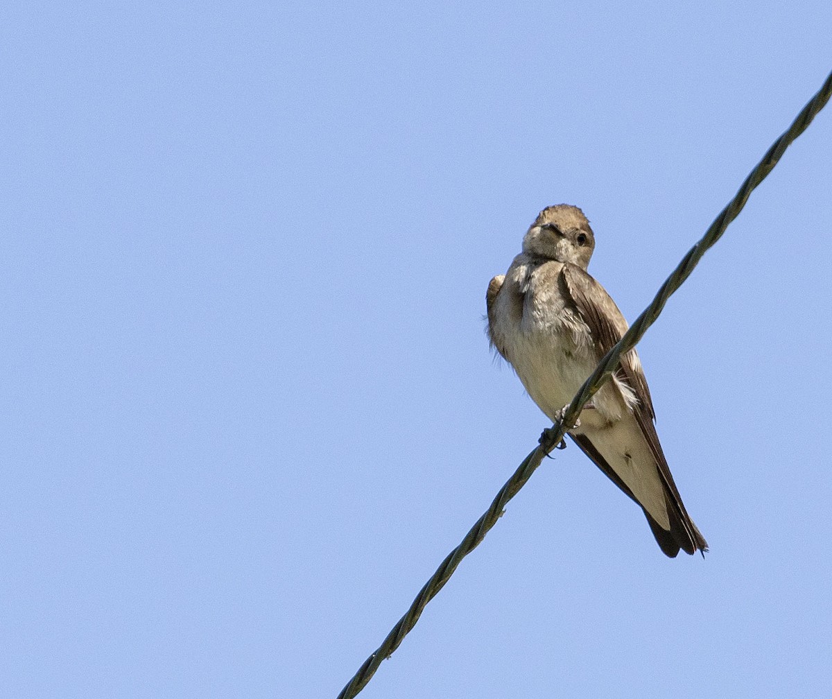Northern Rough-winged Swallow - ML456504211