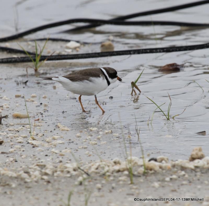 Semipalmated Plover - ML45650531