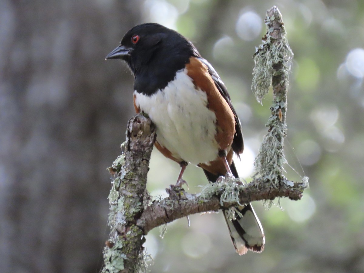 Spotted Towhee - ML456507881
