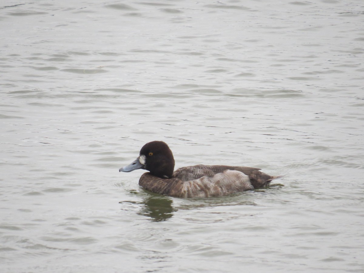 Greater Scaup - David Muth