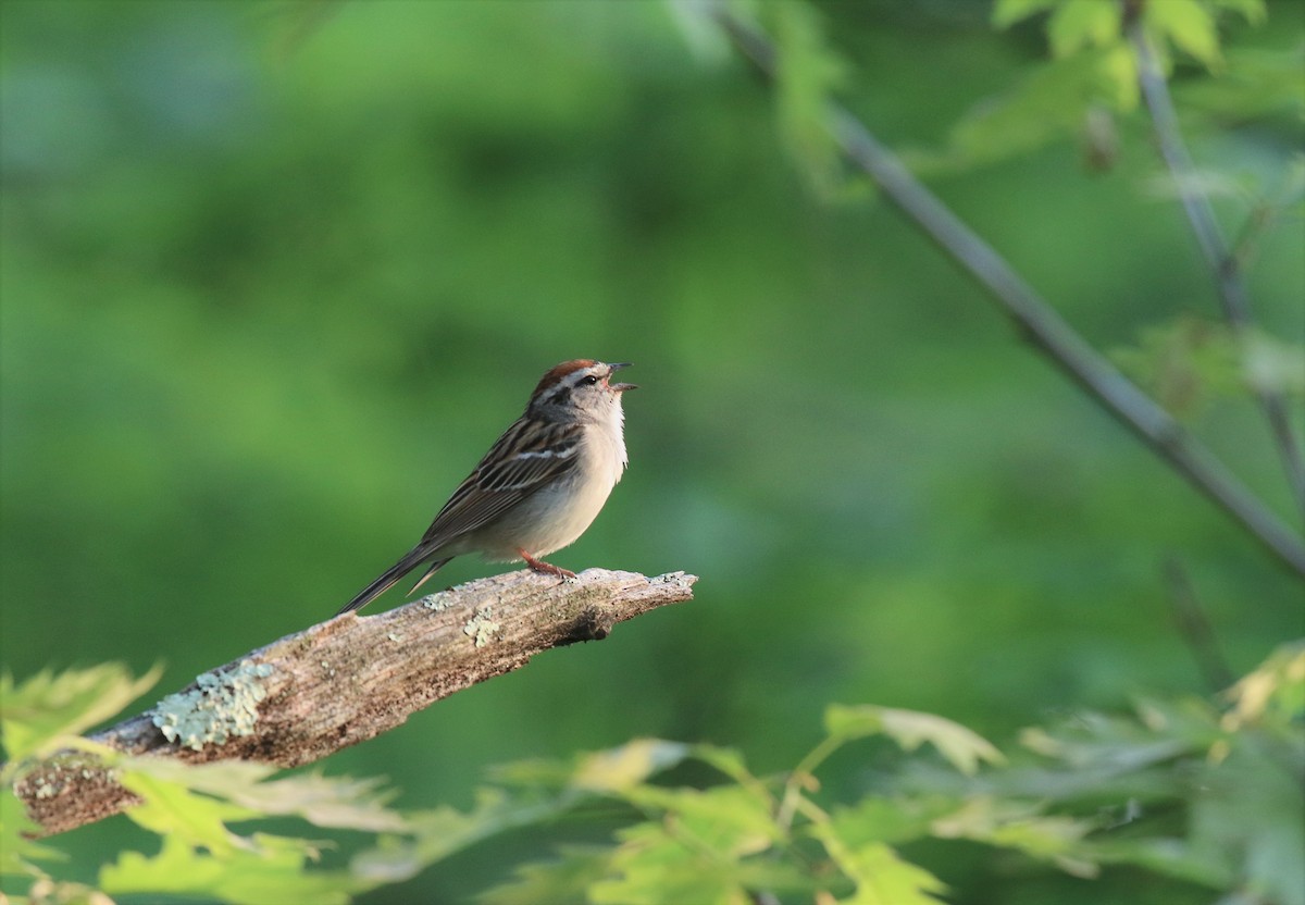 Chipping Sparrow - ML456509311