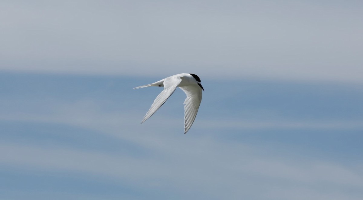 White-fronted Tern - Caiden B