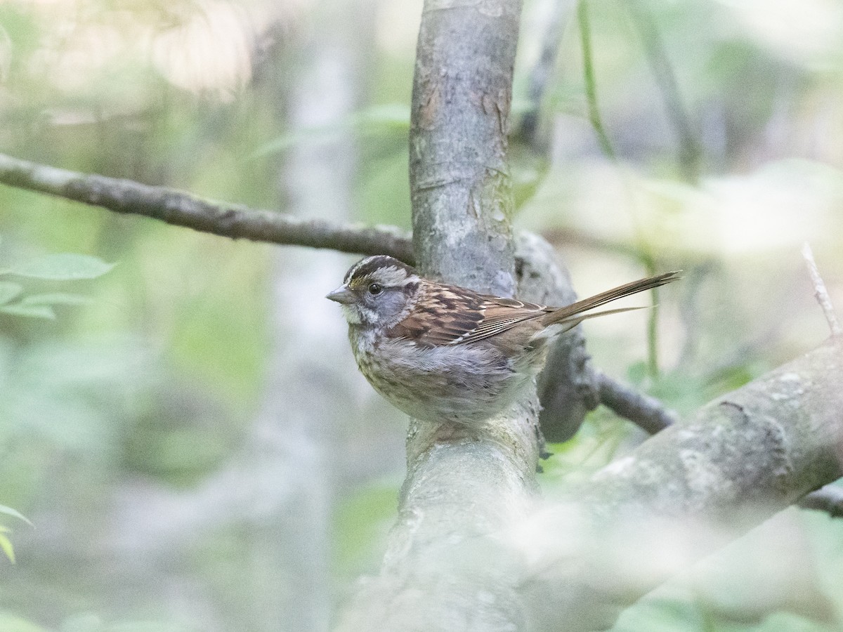 White-throated Sparrow - ML456509731