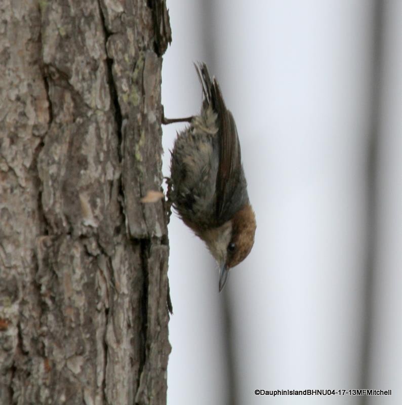 Brown-headed Nuthatch - ML45651241