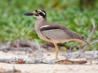  - Beach Thick-knee