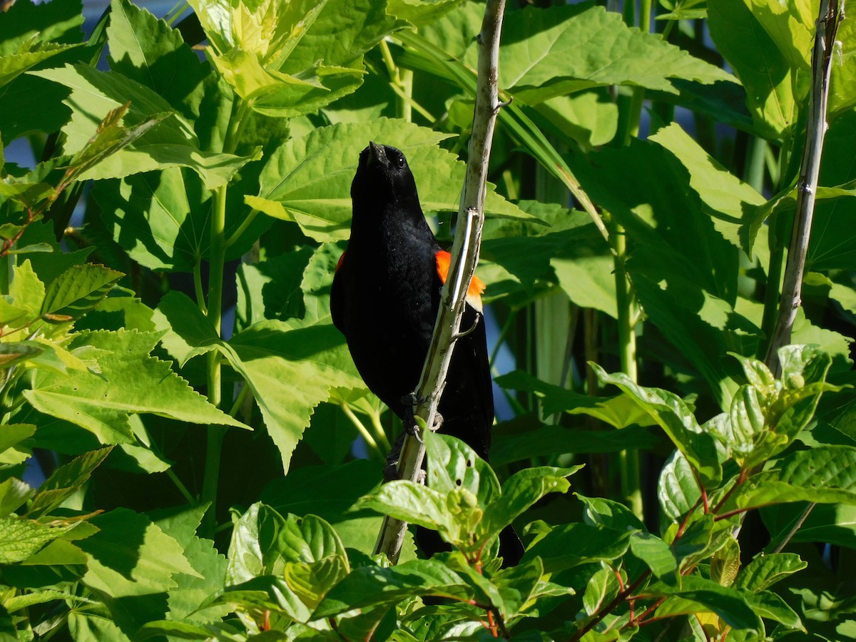 Red-winged Blackbird - ML456516031