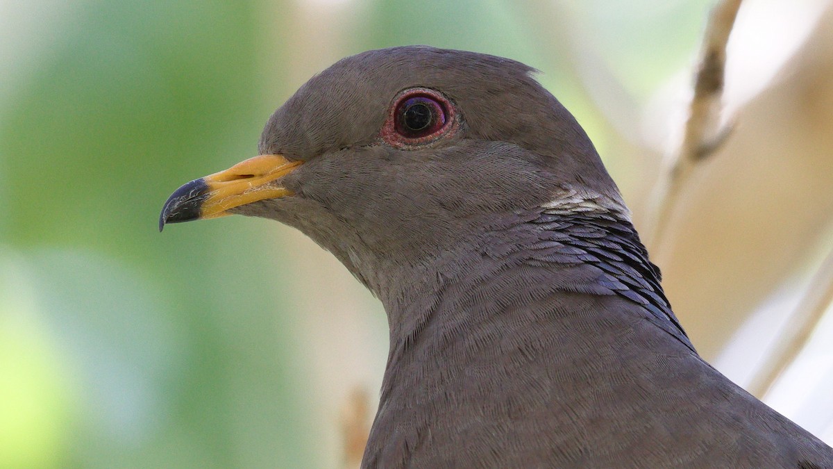 Band-tailed Pigeon - ML456521291