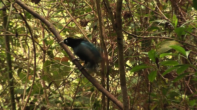 Blue Bird-of-Paradise - ML456523