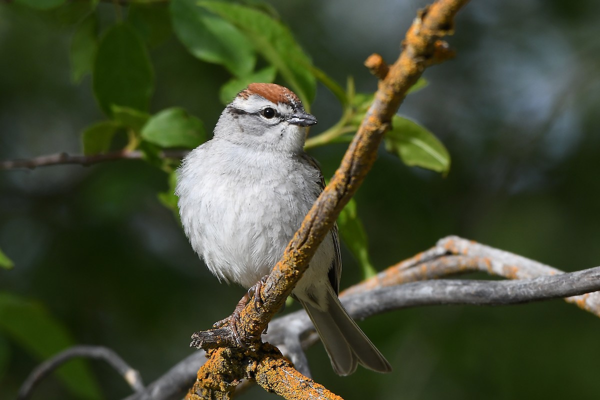 Chipping Sparrow - ML456524951