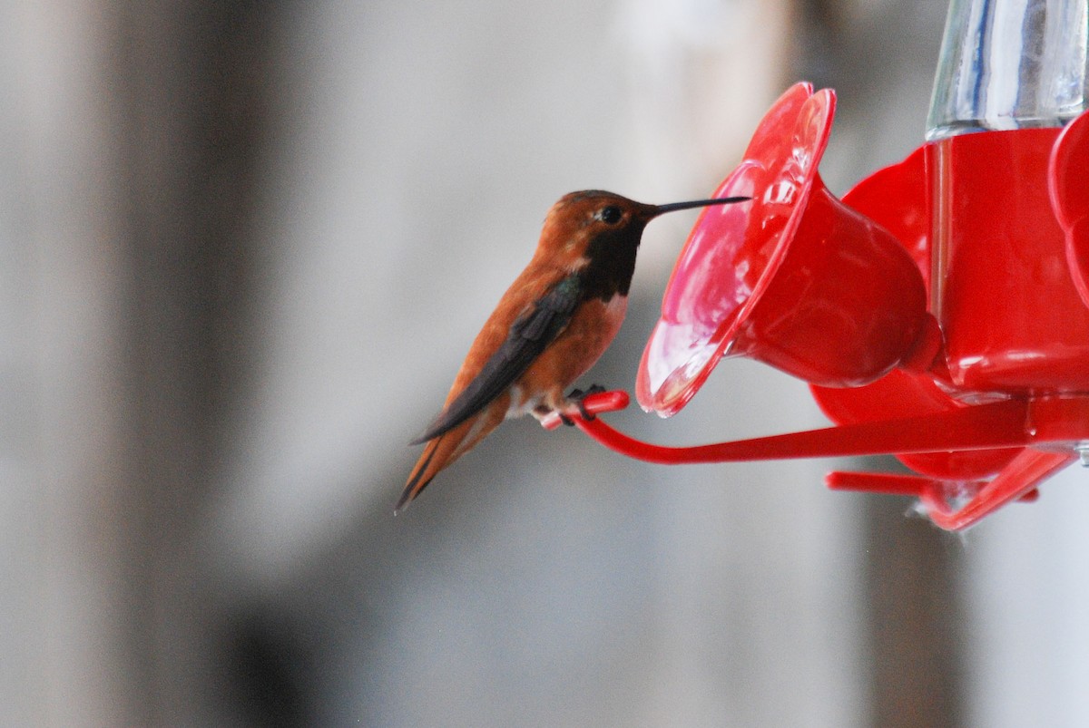 Rufous Hummingbird - ML456529411