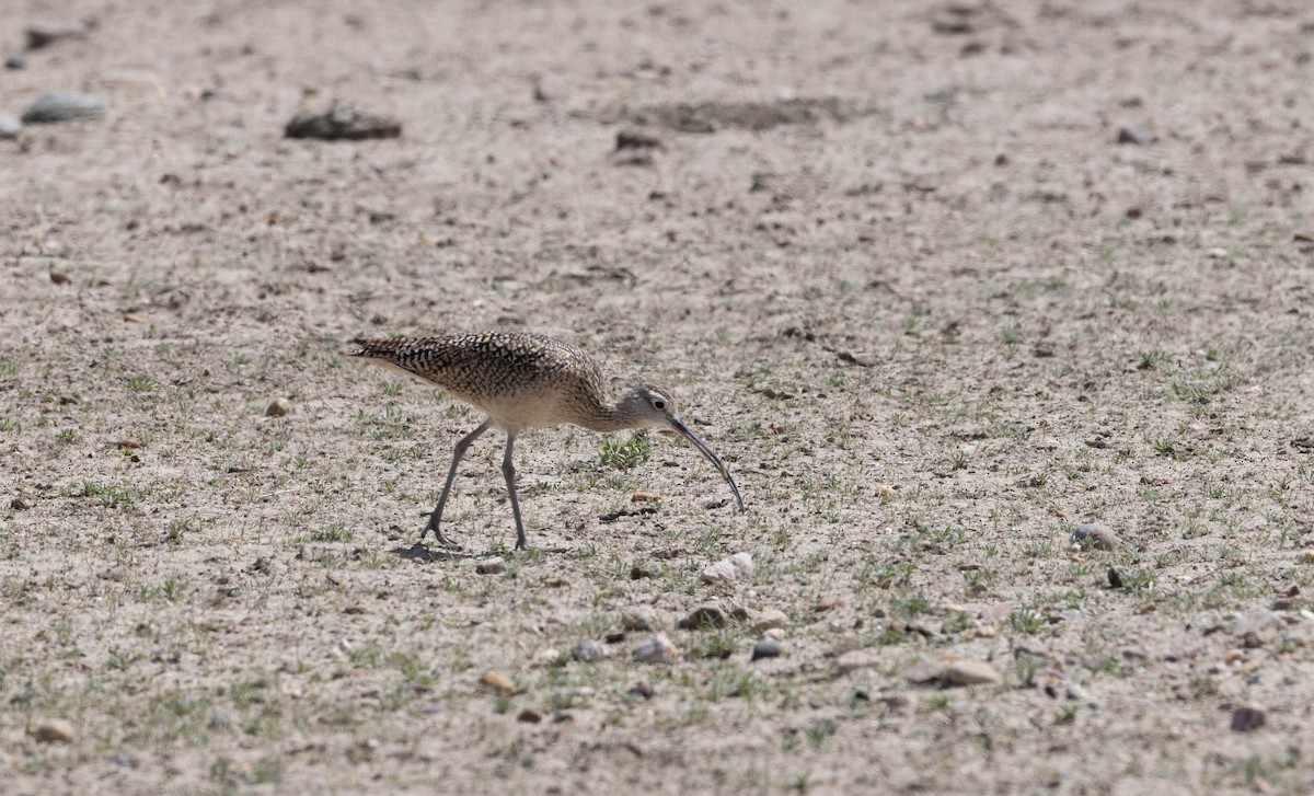 Long-billed Curlew - ML456545151