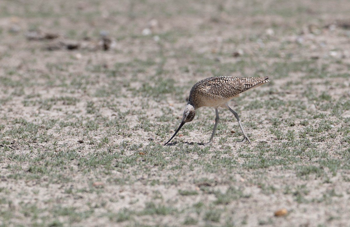 Long-billed Curlew - ML456545241