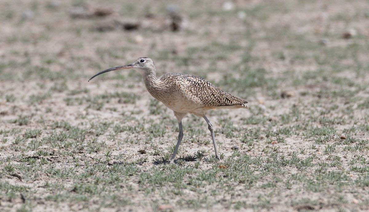 Long-billed Curlew - ML456545301