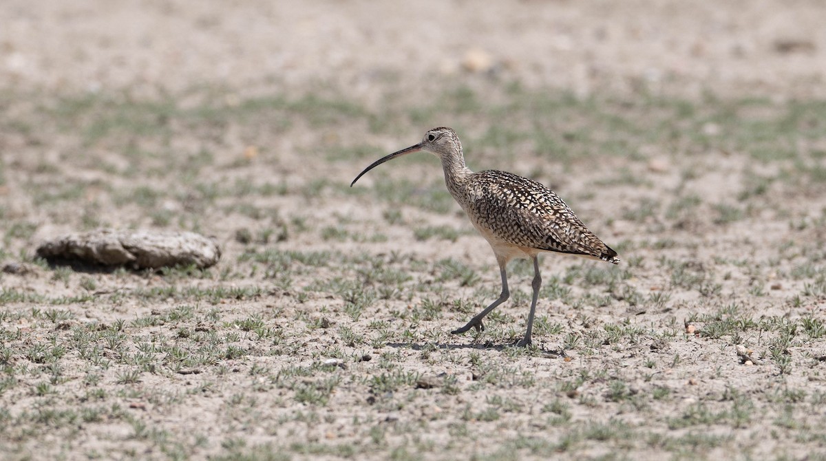 Long-billed Curlew - ML456545321