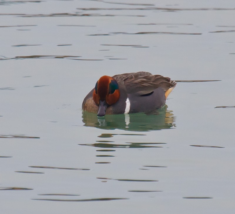 Green-winged Teal - ML45654661