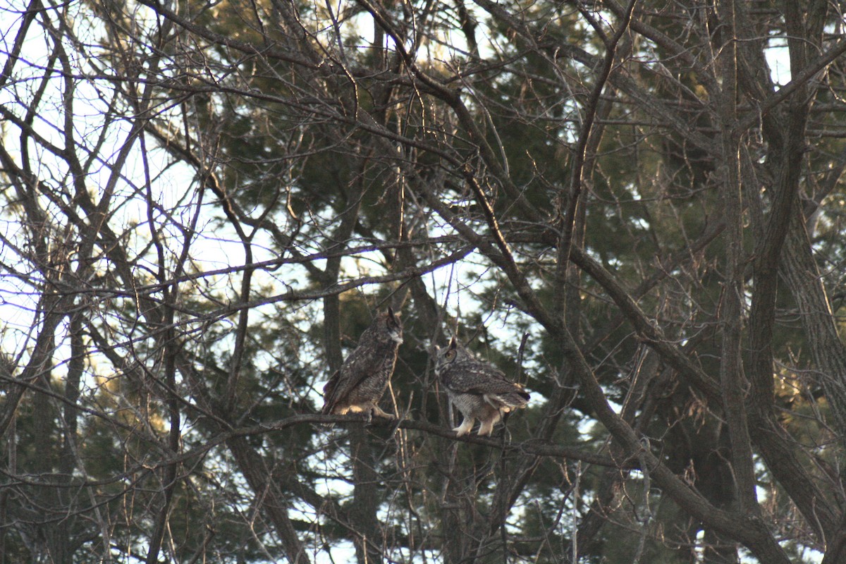 Great Horned Owl - ML45655031
